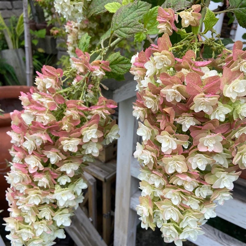 栎叶绣球雪花盆栽重瓣大花阳台庭院花园耐热耐寒好养多年生植物