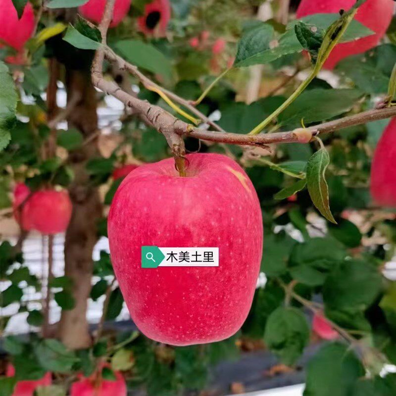 木美土里复合微生物活菌肥料菌肥果树蔬菜肥抗重茬治根腐抗病毒