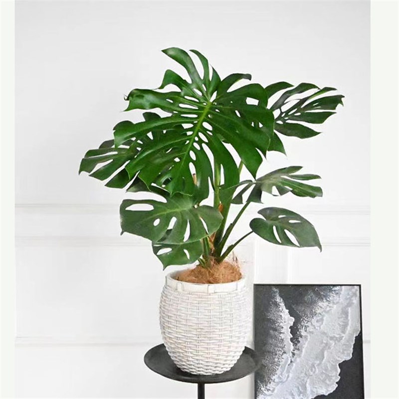 大型精品龟背竹大叶室内客厅造型植物盆栽四季落地办公室好养耐阴