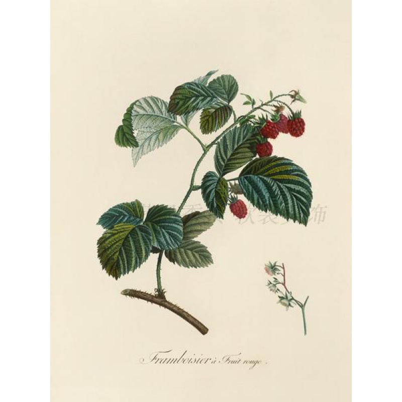 美式小清新植物装饰壁画画心北欧水果图鉴客厅餐厅画芯无框画画布图片