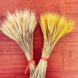 道具麦穗谷子仿真金色稻谷禾苗田园风假塑料摄影拍照麦子