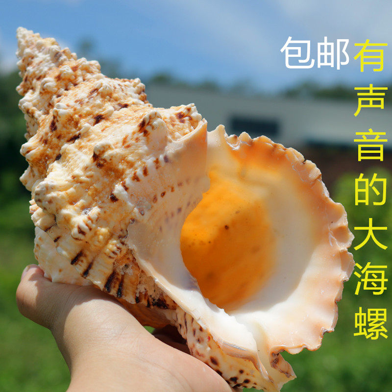 天然蛙螺大海螺材料超大鱼缸造景响螺吹海螺珊瑚装饰品
