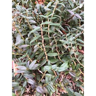 浙石江州温雁荡山铁皮石斛三年皮石斛大苗红铁杆软脚铁皮斛