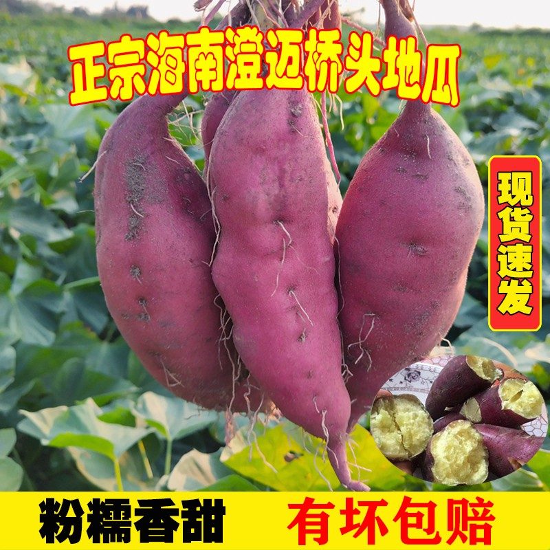 粉糯香甜无丝可蒸可烤轻食早晚餐海南桥头富硒地瓜沙地板栗红薯