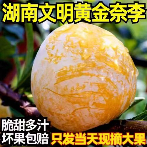 顺丰快递正宗汝城黄金奈李蜂糖口味脆甜多汁孕妇应季水果包邮