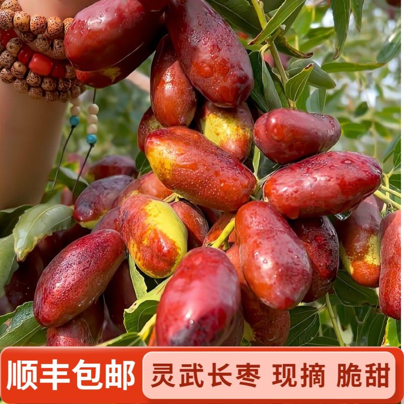 灵武长枣 脆甜 树熟 产地直发 当季新鲜水果 宁夏大枣 沙漠鲜枣