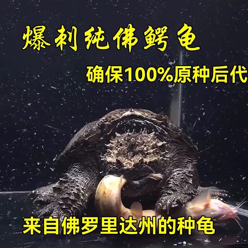 野后纯佛爆刺鳄龟！深水原种活体凶猛霸气宠物龟图片