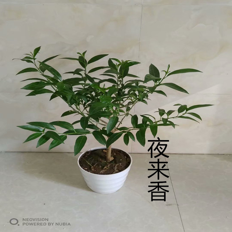 浓香植物九里香盆景夜来香盆栽四季绿植七里香树苗室内好花卉驱蚊