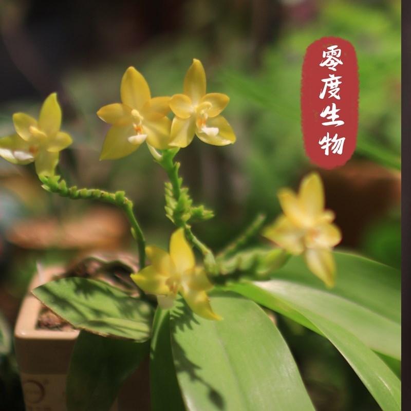 【零度生物】白河明月原生蝴蝶兰浓香型续花