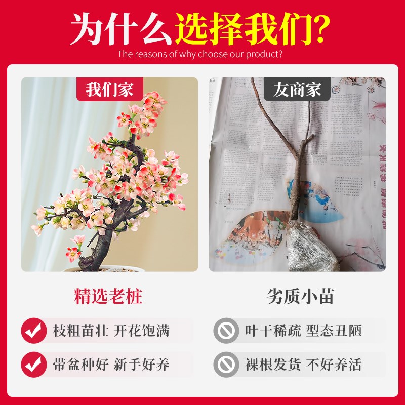 海棠花盆栽四季开花重瓣大老桩造型盆景绿植花卉阳台庭园室内耐寒