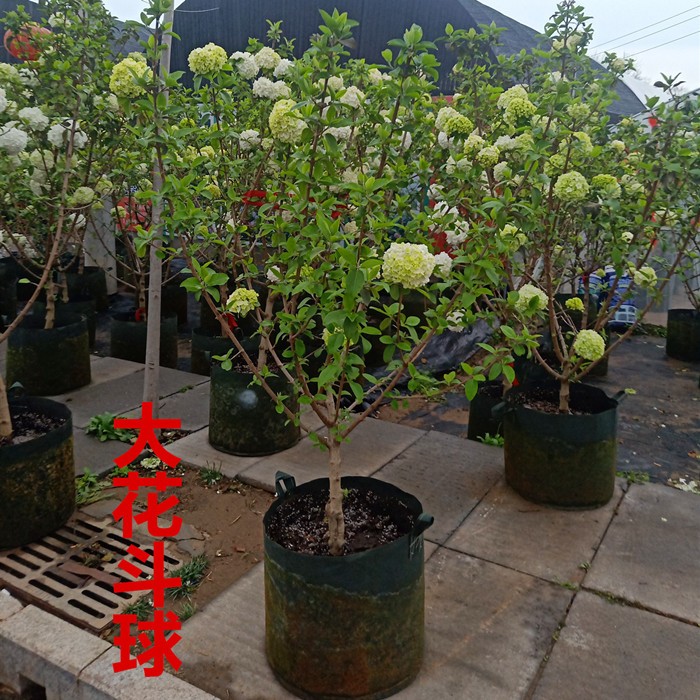 木本绣球树苗中华木绣球正宗大花斗球室内外庭院盆栽地栽耐寒花卉