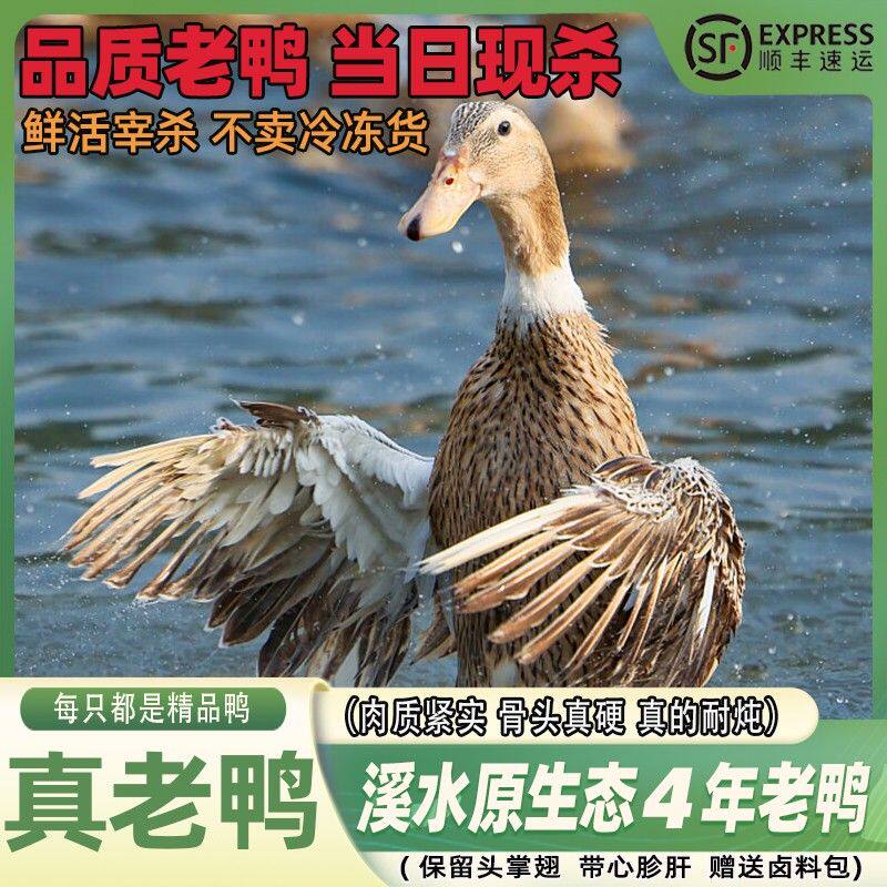 4年老鸭水库农家散养正宗土鸭子溪水放养五谷喂养老鸭煲汤顺丰邮