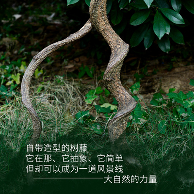 野山云藤  树藤爬宠饲养箱造景藤条藤蔓爬宠物箱景观藤条装饰