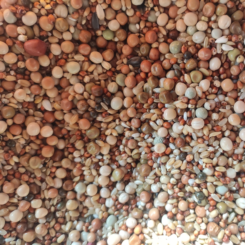 鸽粮50斤无玉米粒红高粱幼鸽豌豆小麦信鸽子通用10斤20斤鸽粮