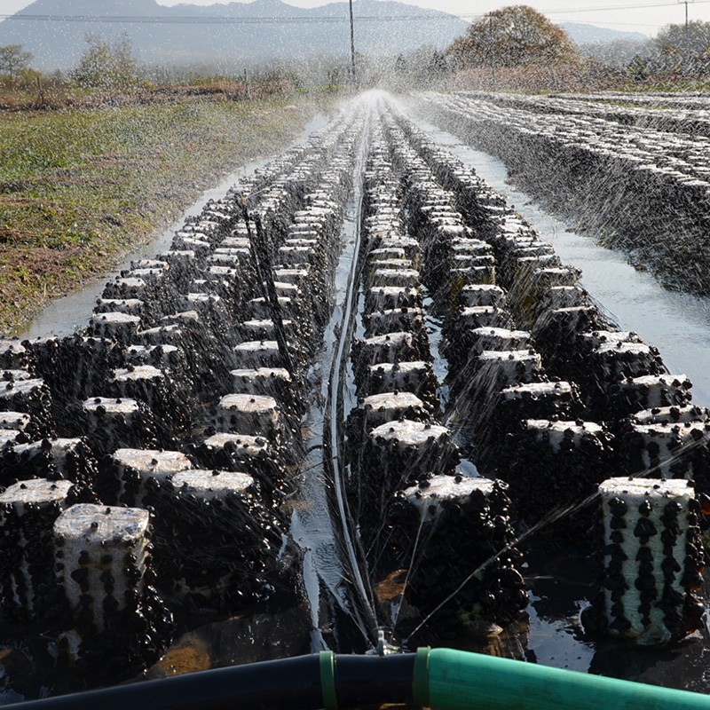 木耳菌包蘑菇种植包棒黑木耳家庭阳台新鲜盆栽食用菌办公室袋装