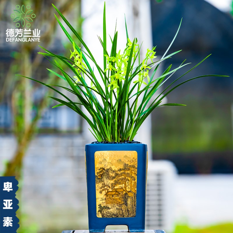 名贵兰花四季建兰素心卑亚素带花苞客厅阳台开花浓香花卉绿植盆栽