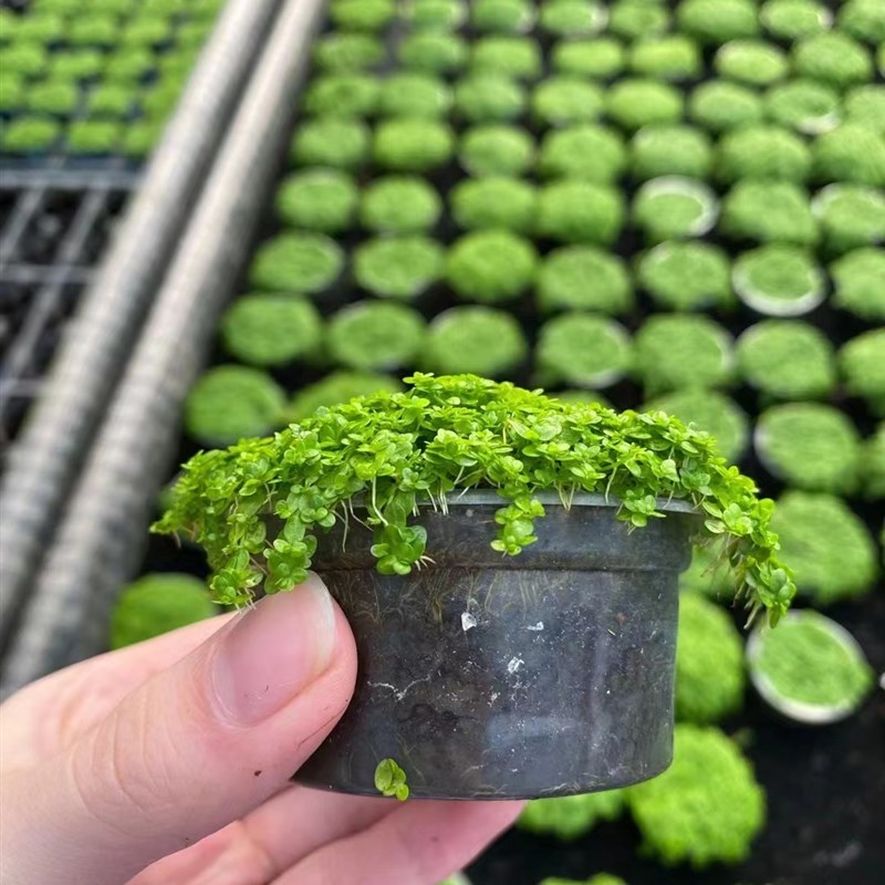 迷你矮珍珠果冻杯水草缸鱼缸造景前中景水草场直发增氧淡水活植物