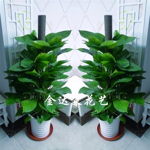 开业招财送礼新房除甲醛大叶绿萝柱绿植盆栽天津鲜花店办公室家庭