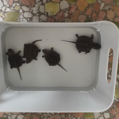 乌龟鳄龟缸发色专用客厅小型饲养箱草龟蛋龟超白生态别墅龟缸家用