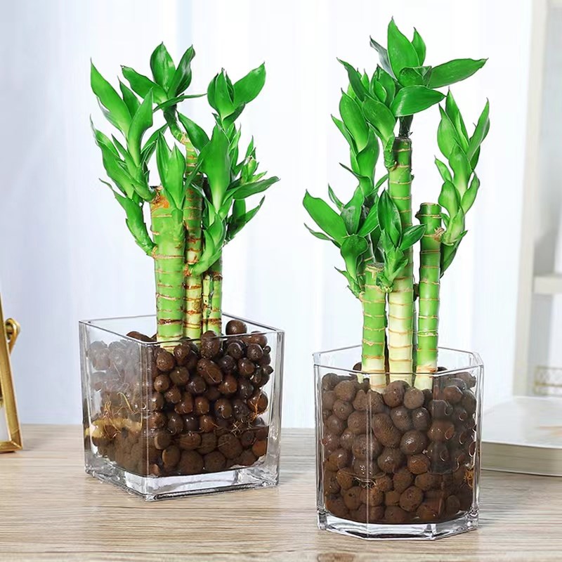 水培带根荷花竹文昌竹盆栽室内花卉好养水养绿植物招财富贵观音竹