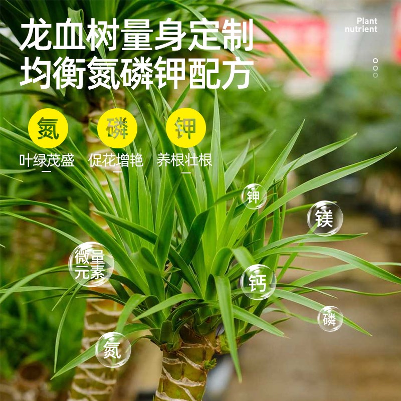 龙血树专用营养液肥料花肥水溶性花卉绿植用家庭花卉植物园艺浓缩