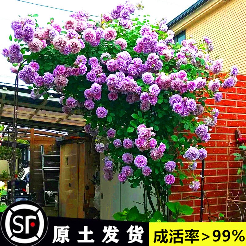 藤本月季爬藤大苗蔷薇花苗多季浓香玫瑰阳台盆栽庭院爬墙花卉植物