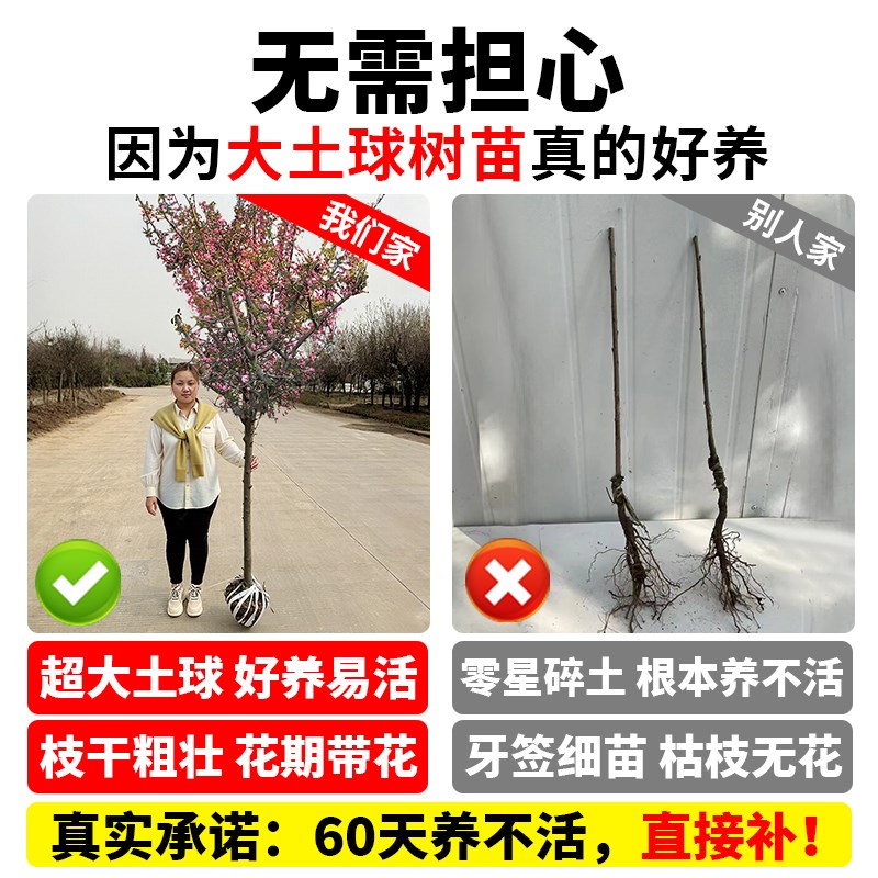 海棠花树苗高杆西府海棠垂丝盆栽庭院地栽大树四季开花卉海棠树苗