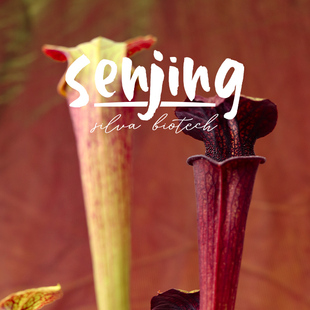 【自育新品】瓶子草紫砂/生长强健的黄瓶子草翼状交种/食虫植物