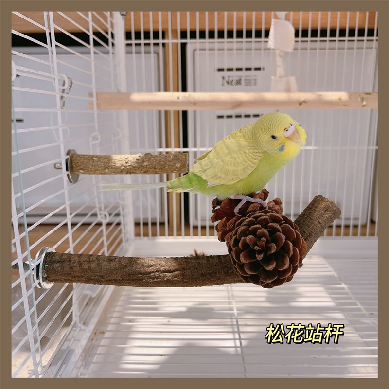 班尼宠物园 树枝松花站杆鸟用磨爪杆鹦鹉啃咬玩具站杆实木站杆
