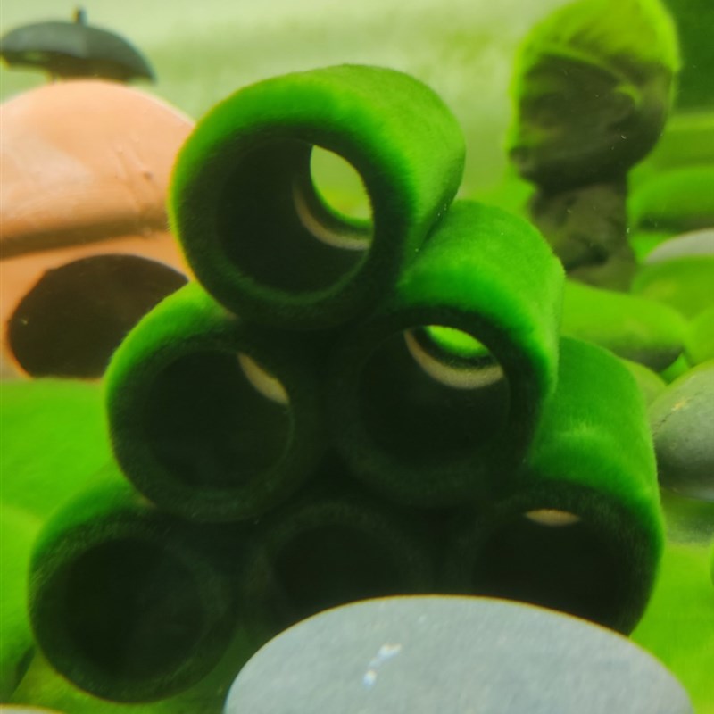 长绒藻短绒藻绿藻种藻石藻球绿藻苏虾藻绿苔种鱼缸造景净化水草缸