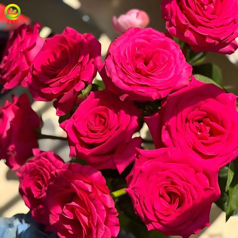 正宗弗洛伊德玫瑰花树苗平阴玫瑰云南卡布奇诺重瓣高原红玫瑰盆栽