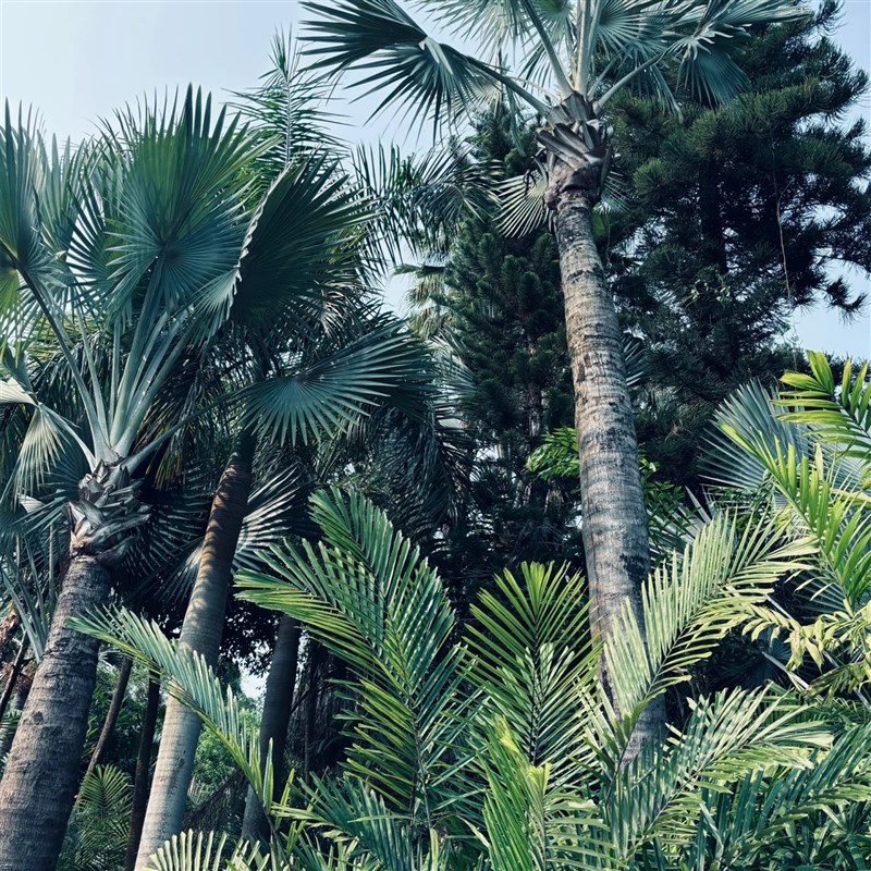 棕榈树苗扇子树庭院风景大树园林绿化四季常青植物盆栽名贵苗木