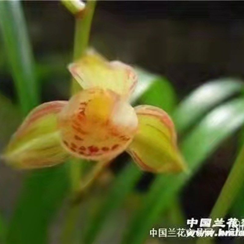 四川自然老种建兰珍贵铭品鹤山彩荷复色大荷开花超香草本盆栽,鲜花速递/花卉仿真/绿植园艺,时令草本花卉,淘宝优惠券,粉丝福利购,淘宝优惠卷