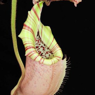 斑豹交维奇猪笼草食虫植物低地高地品种非常可爱漂亮的笼子
