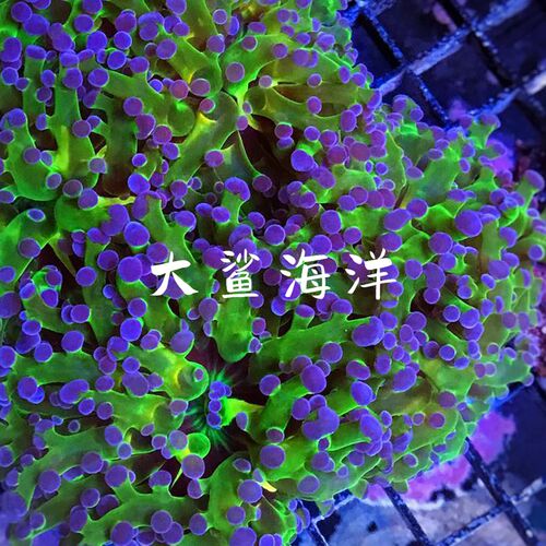 蛙卵珊瑚荧光绿双色金蛙卵海缸新手好养生物大鲨海洋