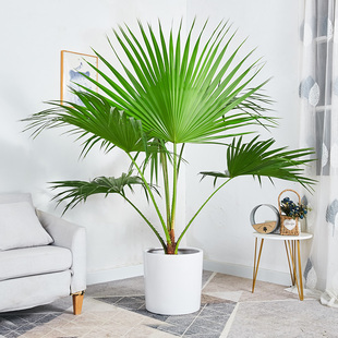 蒲葵盆栽 大叶葵伞大型盆栽家居走廊庭院绿植净化空气除甲醛绿植