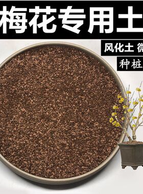 梅花土腊梅专用土风化土颗粒土红沙土酸性土盆景土赤玉土种生桩土