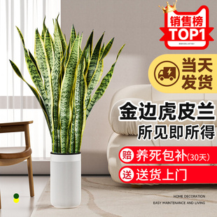 金边虎皮兰大盆栽客厅植物室内办公室净化空气去甲醛新房绿植四季