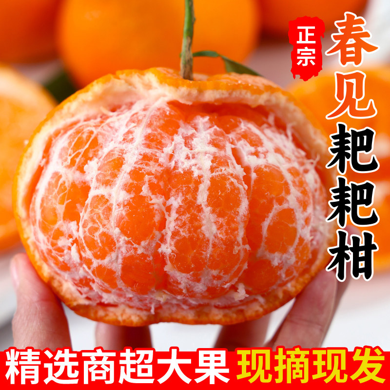 产地直发丨四川春见耙耙柑丨现摘