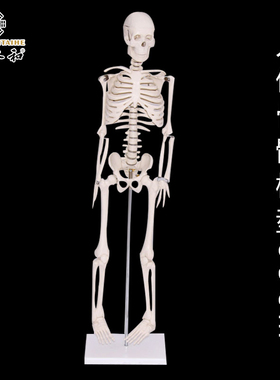 人体骨骼带心脏与血管模型85CM 人体骨骼模型人体关节骨架模型