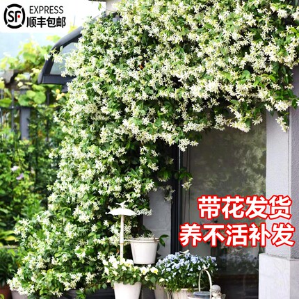 风车茉莉爬藤植物l粉色大苗老桩络石藤垂丝花卉耐寒阳台庭院四季