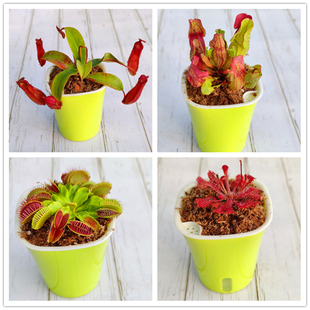 食虫草美人齿捕蝇草大苗瓶子猪笼草捕虫茅膏菜食人花儿童桌面盆栽