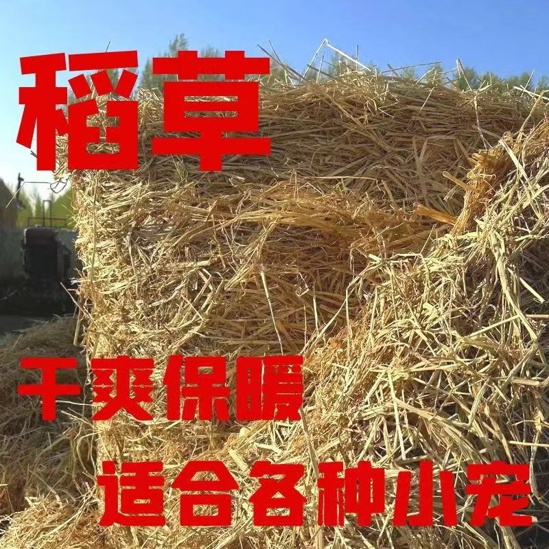 稻草干草垫料兔子过冬天然干稻草秸秆禾杆草保暖牛羊猪饲料狗鸭窝