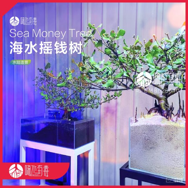 海水摇钱树 白骨壤 红树林 红树苗 海水植物 水陆造景 嗨水有毒