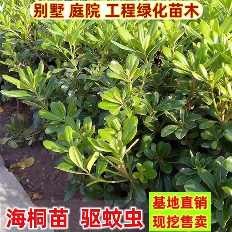 海桐树苗庭院绿化四季常青气味芳香海桐球耐寒植物行道围墙绿篱笆