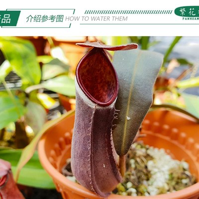 红白环猪笼草【高端稀有猪笼草食人花扑蝇草吊篮绿植】