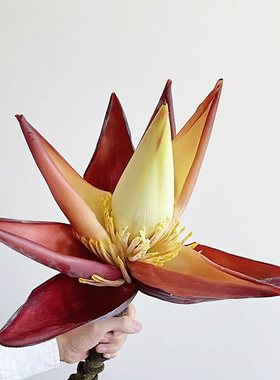 香蕉花鲜切花鲜花云南直发芭蕉花绿植室内芭蕉水培香蕉插花鲜切枝