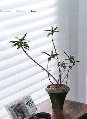 叶下珠绿植盆栽北欧简约风格四季常绿观叶植物阳台客厅净化空气