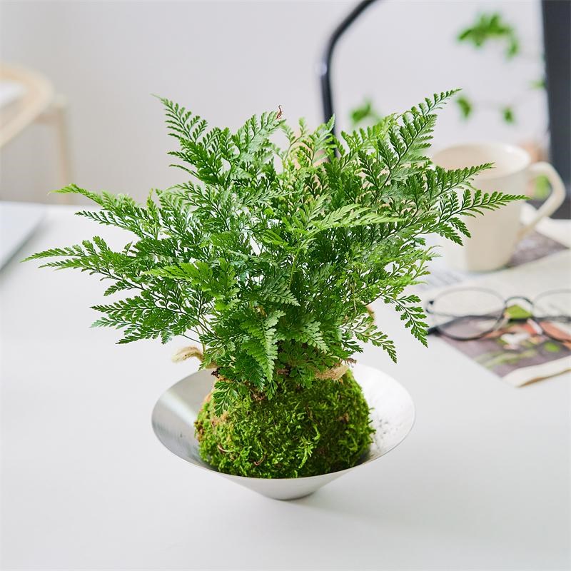 狼尾蕨蕨类绿植盆栽盆景好养室内书房办公室净化空气北欧家居摆件