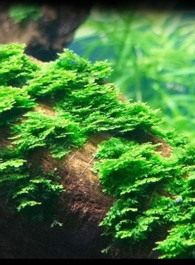 好养无需二氧化碳前景草坪爬地矮珍珠网片鱼缸造景水族箱前景水草
